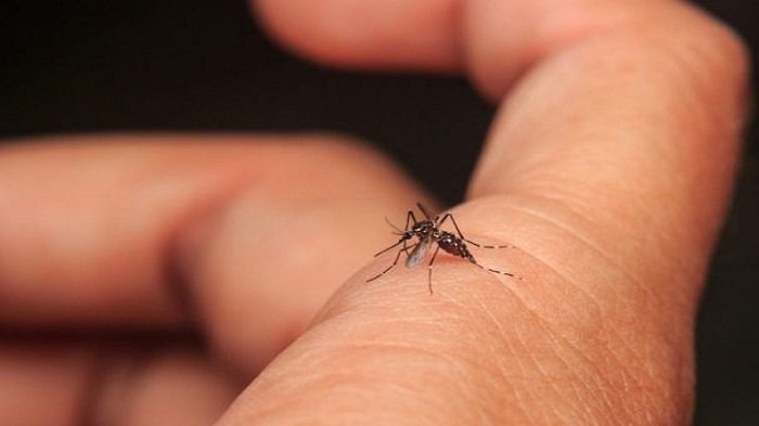 पटना: IGIMS अस्पताल में डेंगू का कहर, 10 डॉक्टर और परिजन पीड़ित 4
