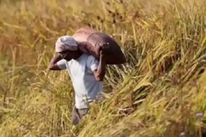 केन्द्र सरकार ने राज्य में धान खरीद का बढ़ाया लक्ष्य, अब 45 लाख टन धान की होगी खरीद 8