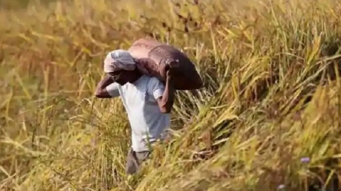 केन्द्र सरकार ने राज्य में धान खरीद का बढ़ाया लक्ष्य, अब 45 लाख टन धान की होगी खरीद 1