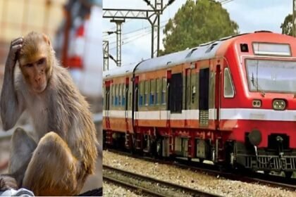 बिहार में बंदर ने एक घंटे तक रोके रखी राजधानी एक्सप्रेस, लोकमान्य तिलक को भी करना पड़ा इंतजार 2