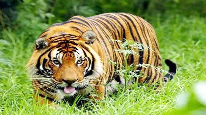 बिहार : आदमखोर बाघ का कहर,  दंपति पर हमला कर मार डाला, एक सप्ताह में बनाए तीन शिकार 1