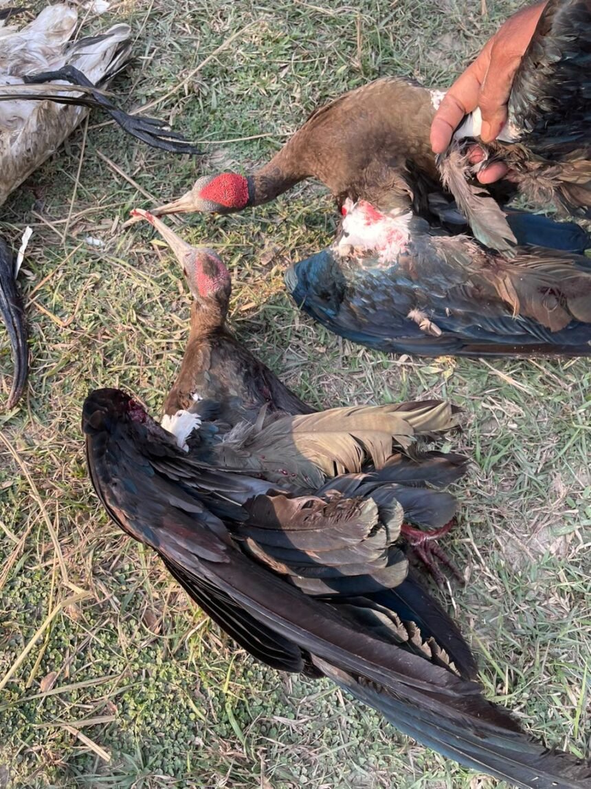 मधेपुरा में संरक्षित पशु-पक्षियों का हो रहा है शिकार, दबंग लोगों के खिलाफ पुलिस नहीं कर रही कार्रवाई, वन विभाग भी बना बेचारा 1