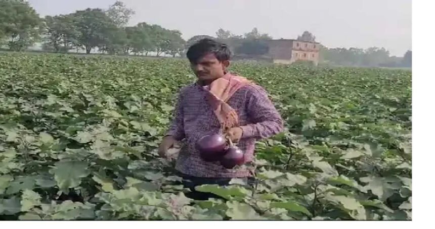 लीज पर 10 बीघा जमीन ले कर रहे बैंगन की खेती, कमाई 50 लाख 1