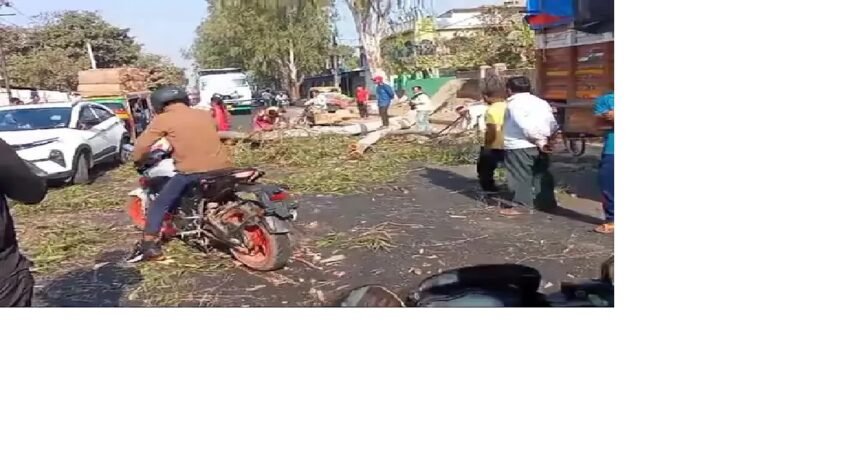 एनएच 333 पर गिरा पेड़, दोनों तरफ वाहनों की लगी लंबी कतारें एनएच कर्मियों की गैरमौजूदगी में स्थानीय लोगों की मदद से हटाया गया 1