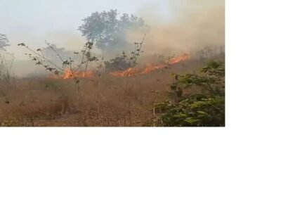 जमुई के जंगलों में लगी आग, हजारों पेड़ जले 3
