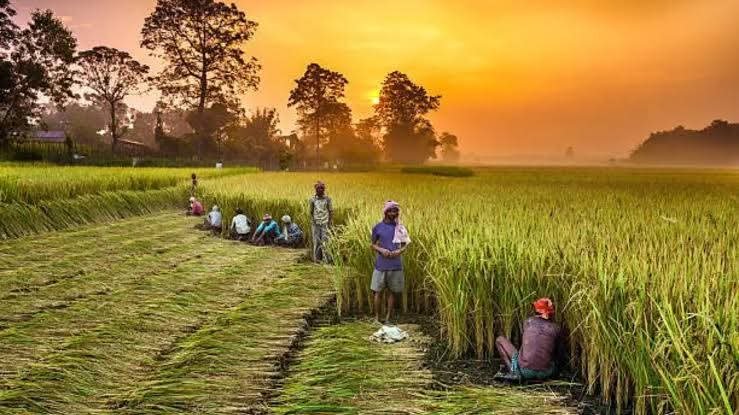 सोनाचूर चावल के जीआई टैग के लिए डीएम ने भेजी अनुशंसा 1