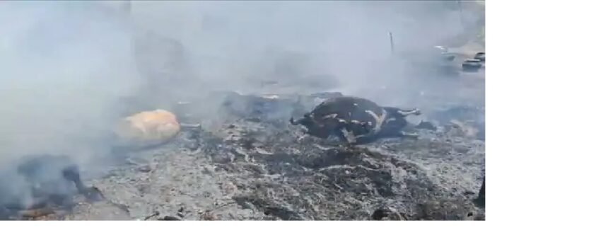 गौशाला में लगी आग से 6 गाय की मौत, 5 लाख से अधिक का नुकसान 1