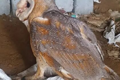 दुर्लभ ब्राउन उल्लू को वन विभाग ने घर से किया रेस्क्यू 9